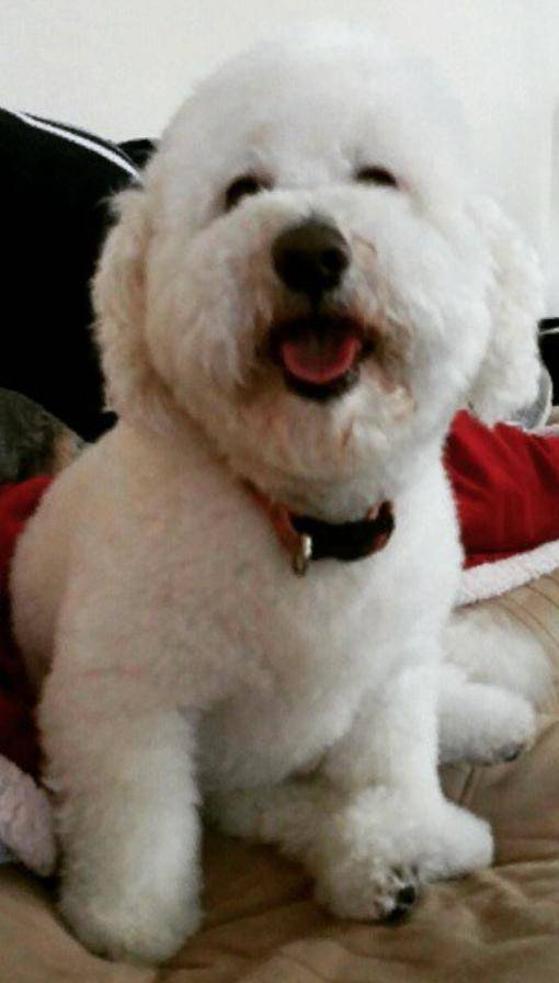 maltipoo and poodle mix