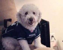 Chops - Maltipoo Maltese Toy Poodle Mix Dog For Adioption Savannah GA Georgia