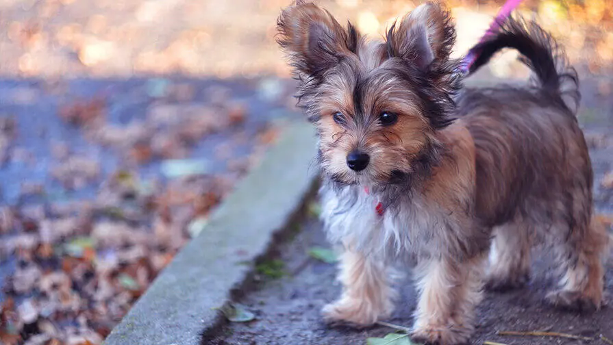 Photo of a Chorkie dog