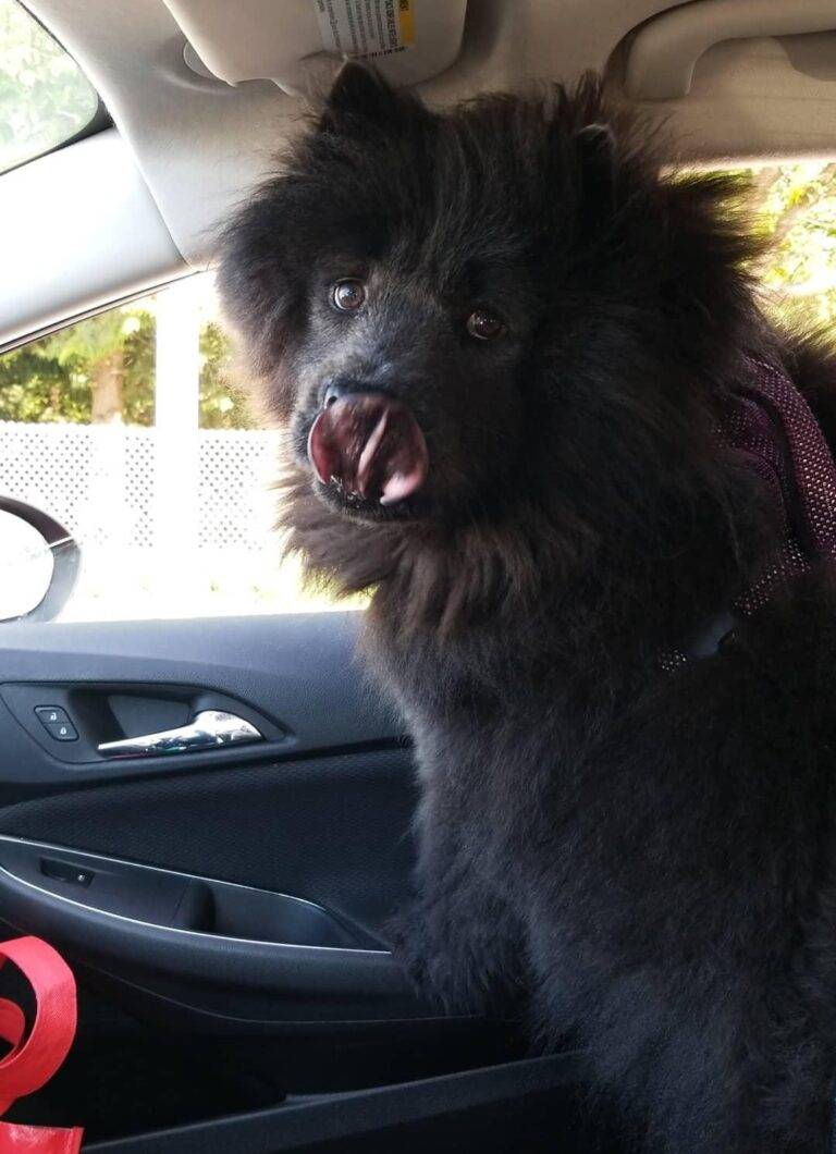 Chow chow dog for adoption in maple ridge bc – supplies included – adopt bowie