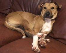 Athena 1 - German Shepherd Mix Dog For Adoption Decatur GA