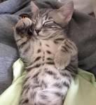Cinco - Adorable Bengal Mix Kitten For Adoption NYC 3