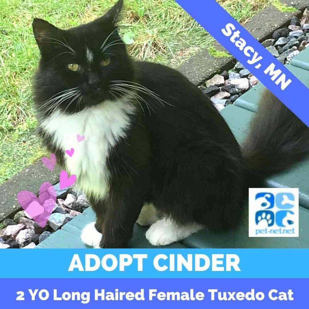 Cinder long haired tuxedo cat for adoption near st paul minneapolis minnesota