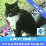 Cinder Long Haired Tuxedo Cat For Adoption Near St Paul Minneapolis Minnesota