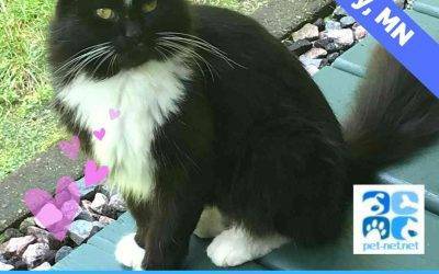 Stunning Longhaired Tuxedo Cat For Adoption Near St. Paul Minneapolis MN – Supplies Included – Adopt Cinder