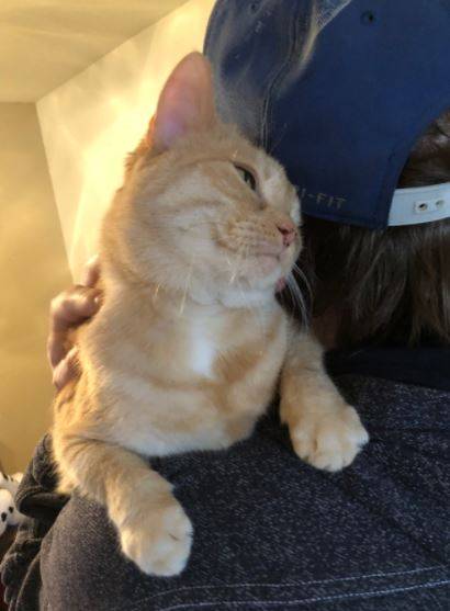 Cinnamon - orange tabby cat for adoption in nashville tn