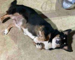 Dorgi Dachshund Corgi Mix Dog Adoption Birmingham Alabama