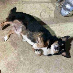 Dorgi dachshund corgi mix dog adoption birmingham alabama