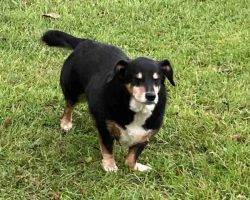 Dorgi Dachshund Corgi Mix Dog Adoption Birmingham Alabama