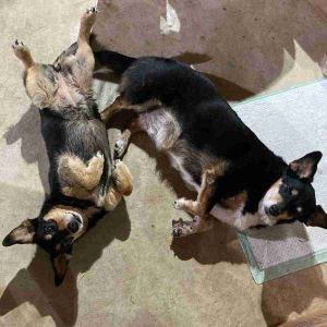 Dorgi Dachshund Corgi Mix Dog Adoption Birmingham Alabama 