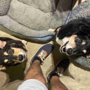 Birmingham al – bonded welsh corgi mix dogs for adoption – supplies included – adopt cleo and clay