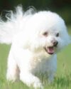 Lovely Bichon Frise For Adoption In Arlington Texas - Supplies Included - Adopt Cleo