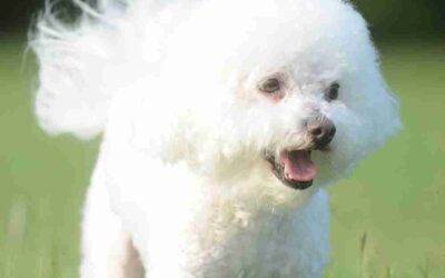 Lovely bichon frise for adoption in arlington texas – supplies included – adopt cleo