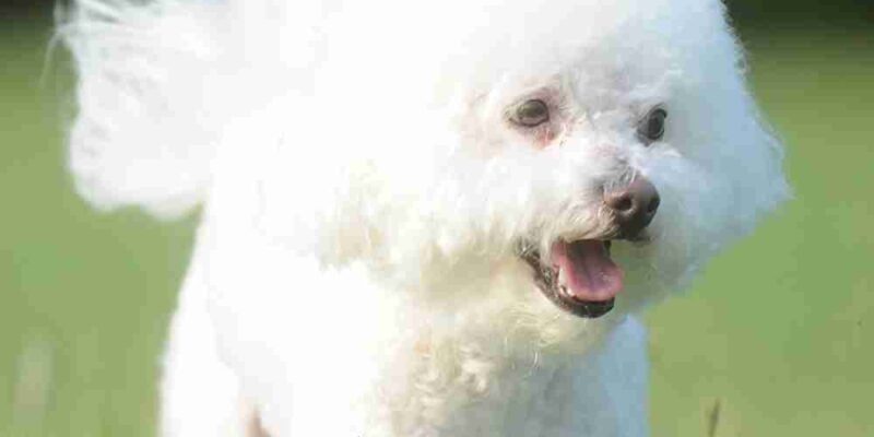 Lovely Bichon Frise For Adoption In Arlington Texas – Supplies Included – Adopt Cleo