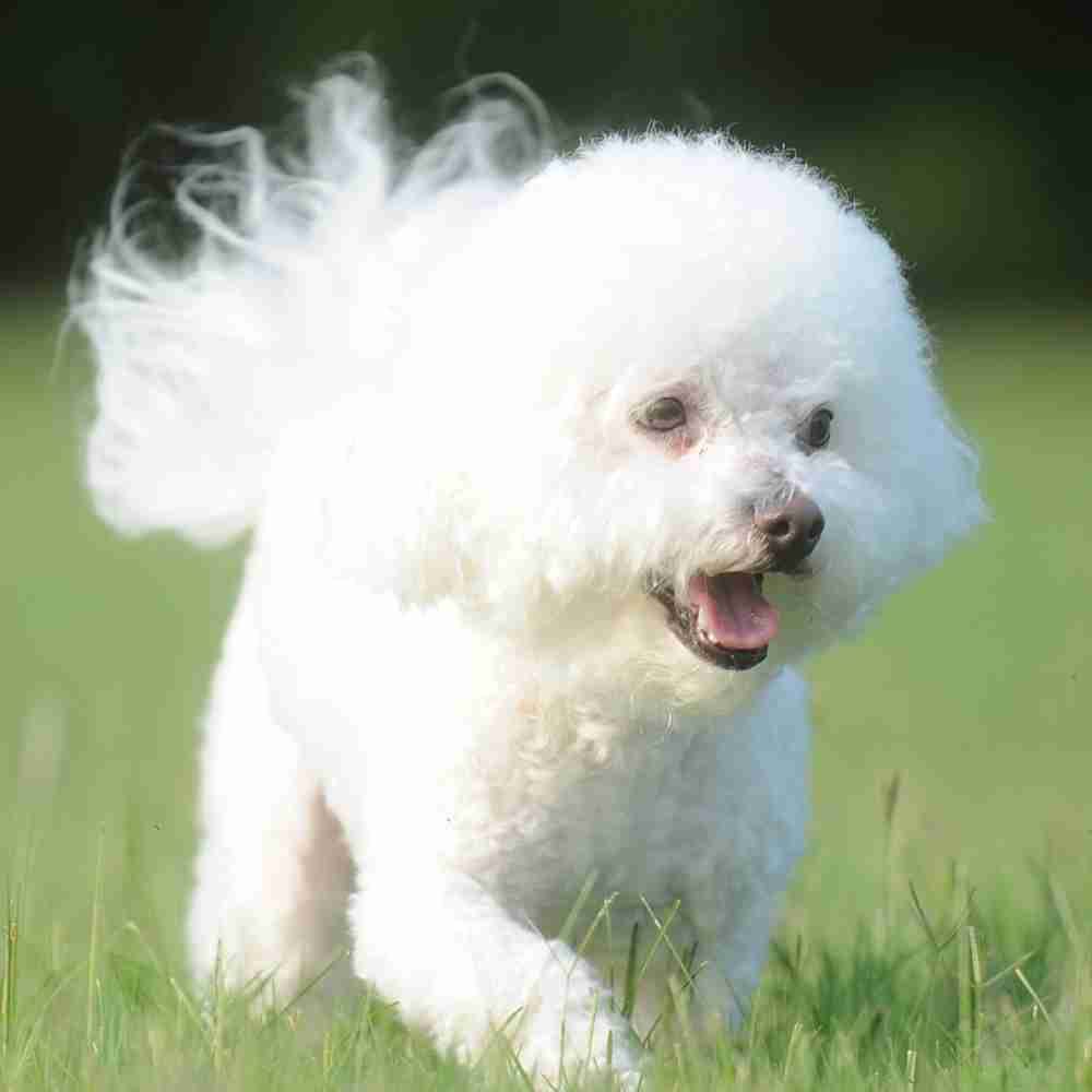 Lovely bichon frise for adoption in arlington texas - supplies included - adopt cleo