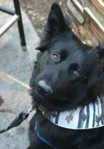 Clyde black german shepherd for adoption in nashville tennessee (3)