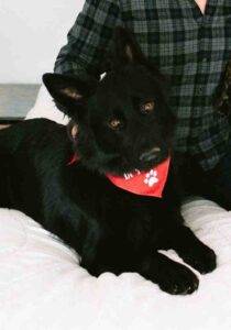 Clyde black german shepherd for adoption in nashville tennessee (3)