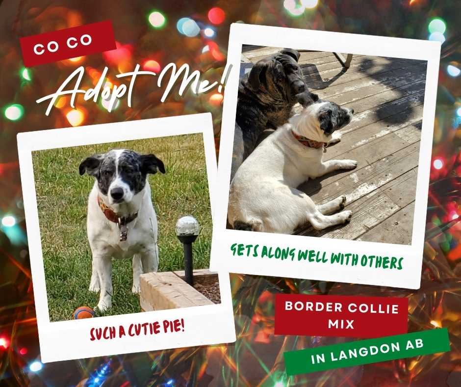 Coco border collie mix adoption langdon ab