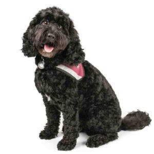 Cockapoo for adoption in calgary ab – supplies included – adopt hendrix