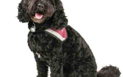 Cockapoo For Adoption in Calgary AB – Supplies Included – Adopt Hendrix