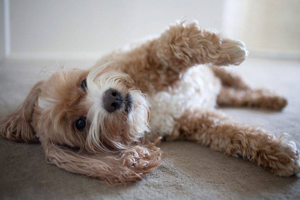 Cockapoo puppy for adoption in tamarac florida – supplies included – adopt paris