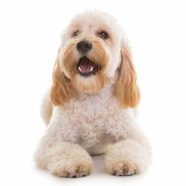 Cockapoo small designer dog