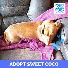 Purebred Miniature Dachshund (Weiner Dog) For Adoption In Calgary – Supplies Included – Adopt Coco