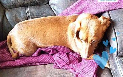 Purebred Miniature Dachshund (Weiner Dog) For Adoption in Calgary – Supplies Included – Adopt Coco