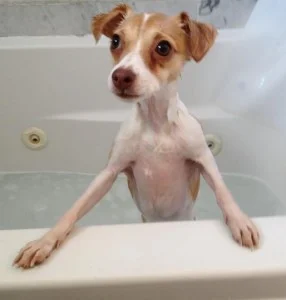 Photo Italian Greyhound Mix For Adoption in Santa Monica CA