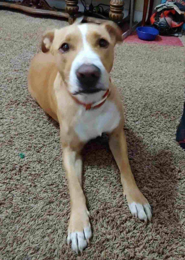 Coffee Yellow Lab Bulldog Mix For Adoption in South Carolina