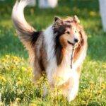 Collie Dog Picture