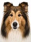 Collie large dog breed portrait for adoption and rehoming