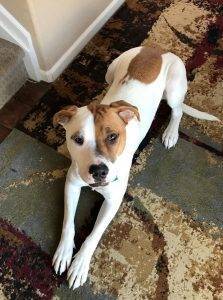 Sweet american pit bull terrier mix for adoption in denver, co – meet comet