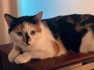 Concha a calico kitten for adoption in nyc nj
