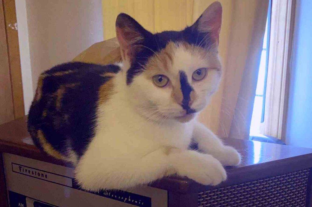 Concha - calico cat adopted in newark jersey city nj 3