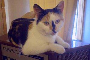 Adopted – calico kitten in newark jersey city nj – concha