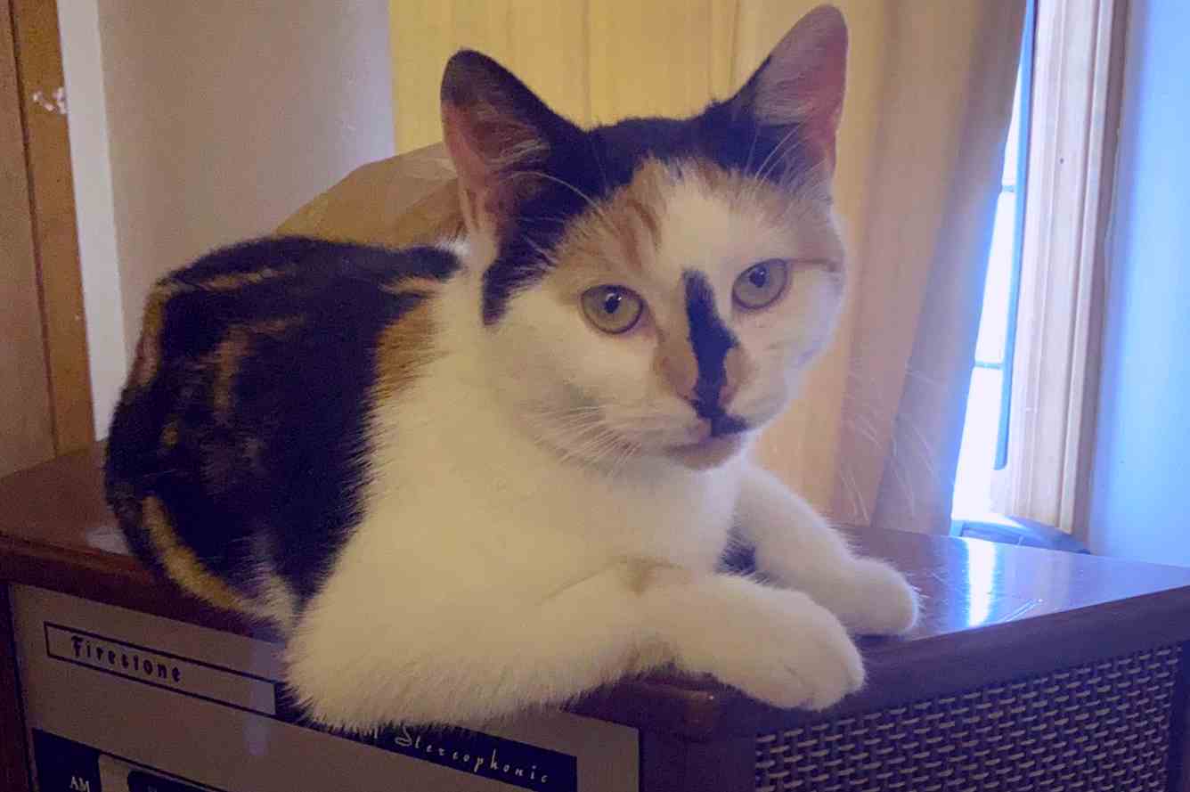 Concha - Calico Cat For Adoption in Newark Jersey City NJ 3