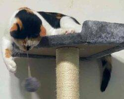 Concha a calico kitten for adoption in new jersey