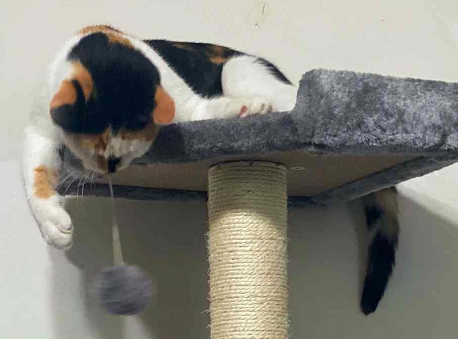 Concha a Calico Kitten ADOPTED in New Jersey