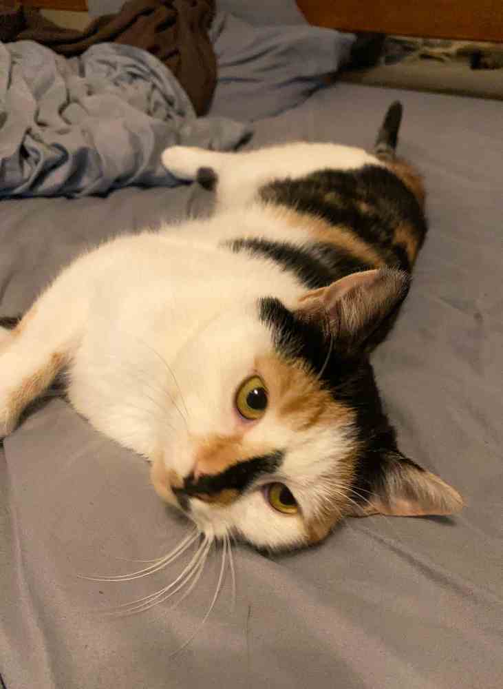 Concha - Calico Cat ADOPTED in Newark Jersey City NJ 3