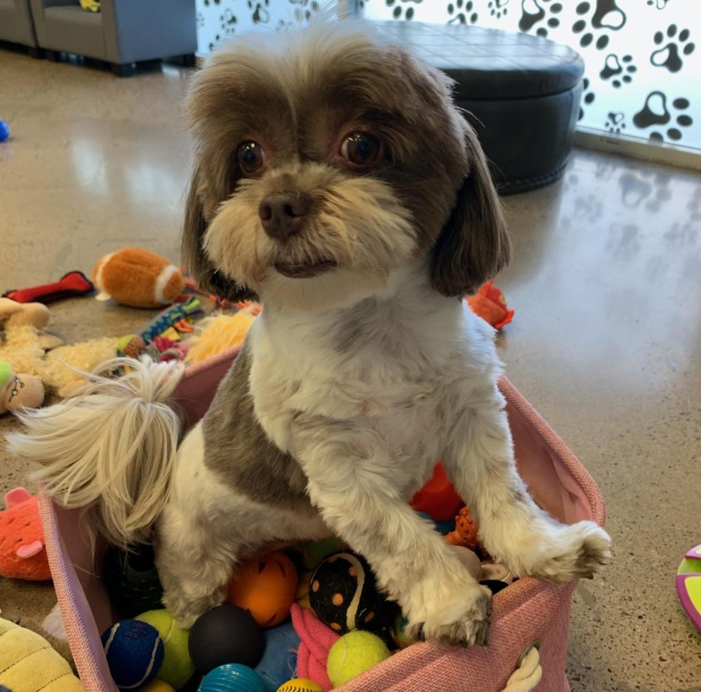 havanese dogs for adoption Photo Adorable Havanese Dog For Adoption in Scottsdale AZ – Meet Cookie