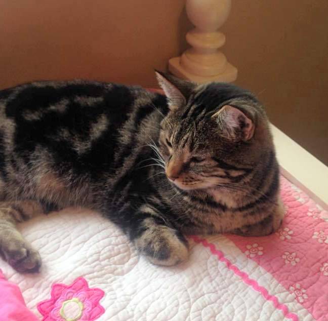 Cookies - female tabby cat rehomed in calgary ab