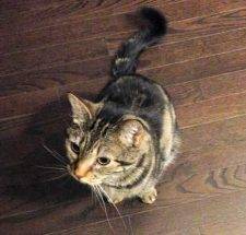 Cookies - Female Tabby Cat For Adoption In Calgary AB