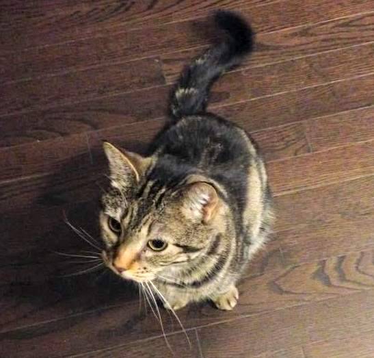 Cookies - Female Tabby Cat Rehomed in Calgary AB 