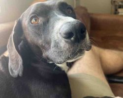 Dog For Adoption In San Diego Photo Close-up of cooper the basset hound's face resting on couch, showing soulful brown eyes