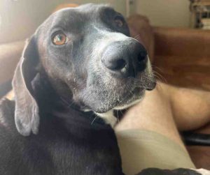 dog for adoption in san diego Photo Close-up of Cooper the Basset Hound's face resting on couch, showing soulful brown eyes
