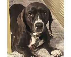 Dog For Adoption In San Diego Photo Cooper the basset hound lying under a table looking alert and curious