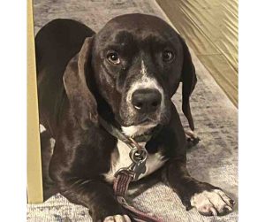 Dog For Adoption In San Diego Photo Cooper the basset hound lying under a table looking alert and curious