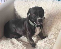 Dog For Adoption In San Diego Photo Cooper the basset hound sitting on a fluffy white blanket, looking peaceful