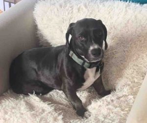 dog for adoption in san diego Photo Cooper the Basset Hound sitting on a fluffy white blanket, looking peaceful